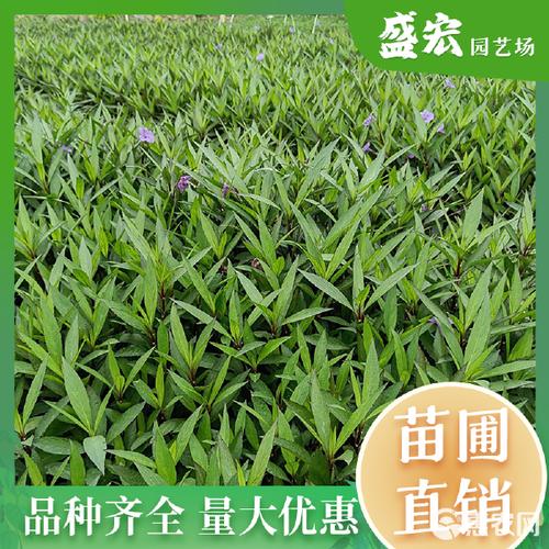 紫花翠蘆莉 中山園林綠化中的靈動之選